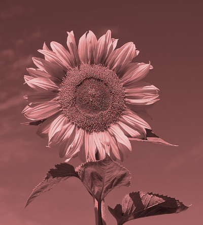 A stylised, reddish picture of a sunflower.